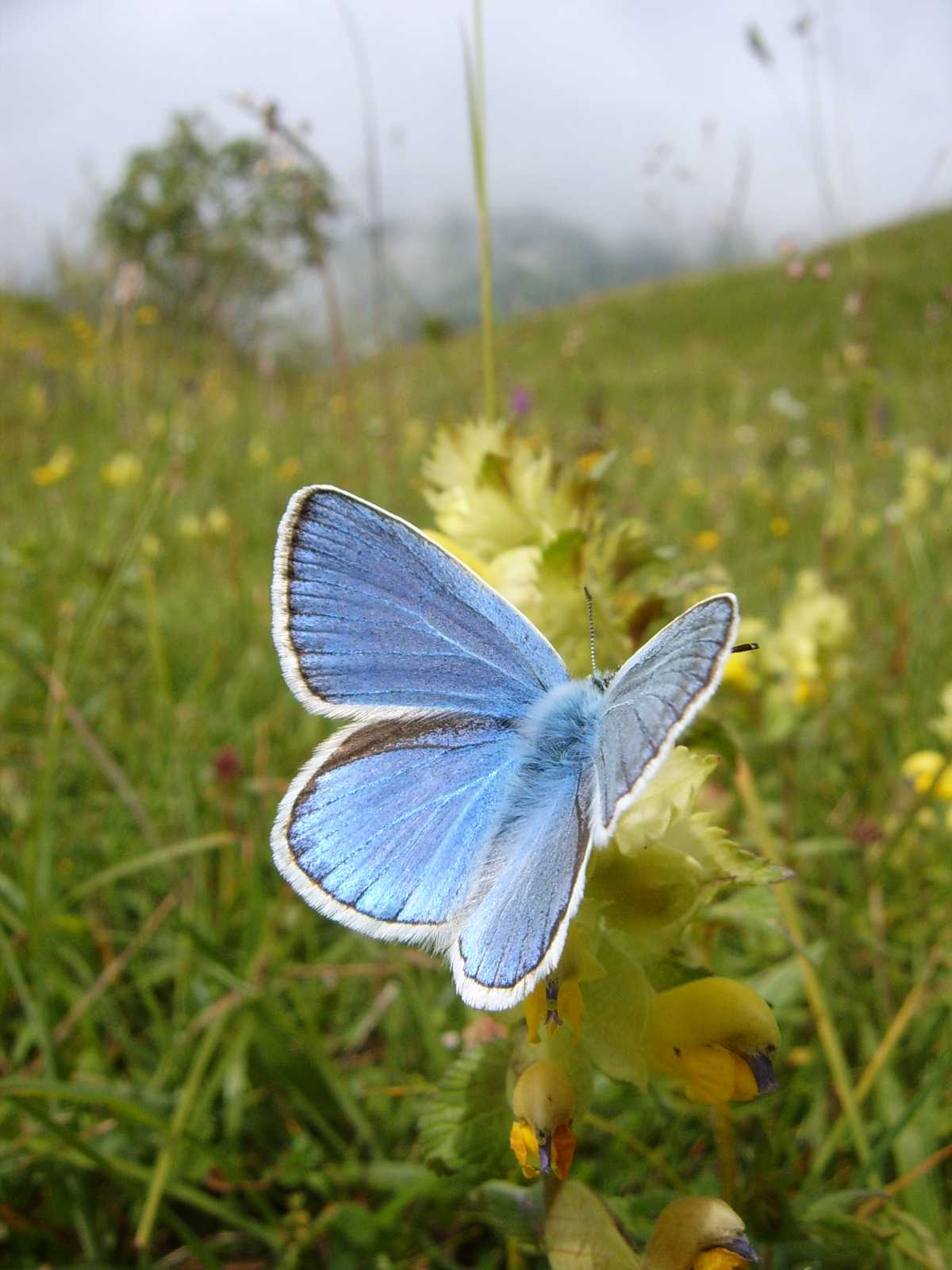 Farfalle del monte Grappa